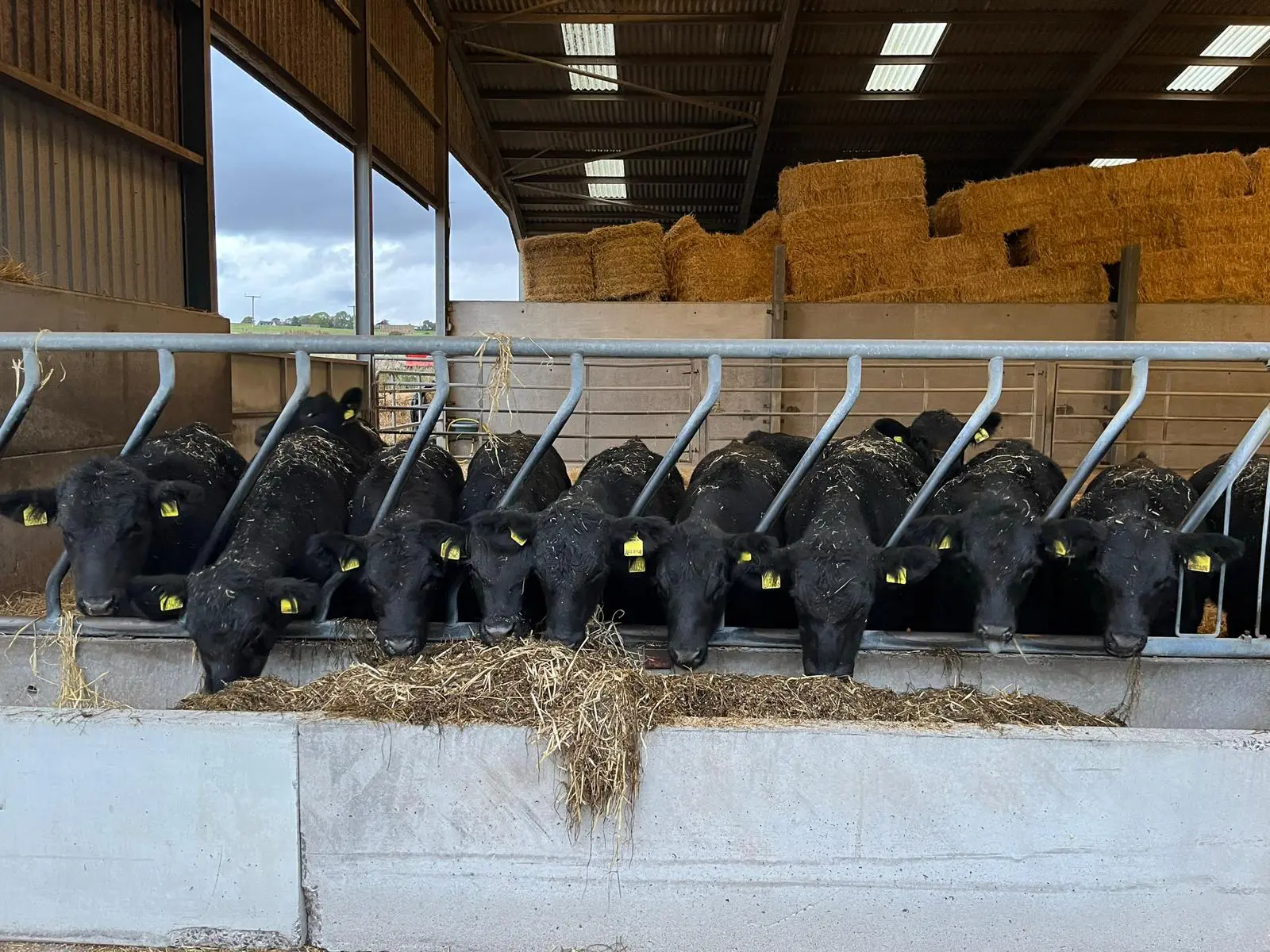 thrums vets “Cows eating feed”