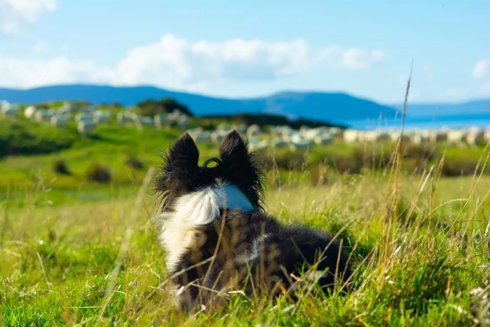 thrums vets “Dog in field view”