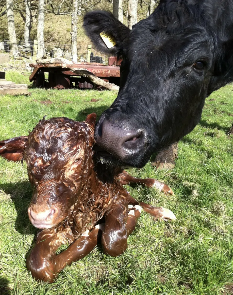 Thrums Vets A cow with her calf