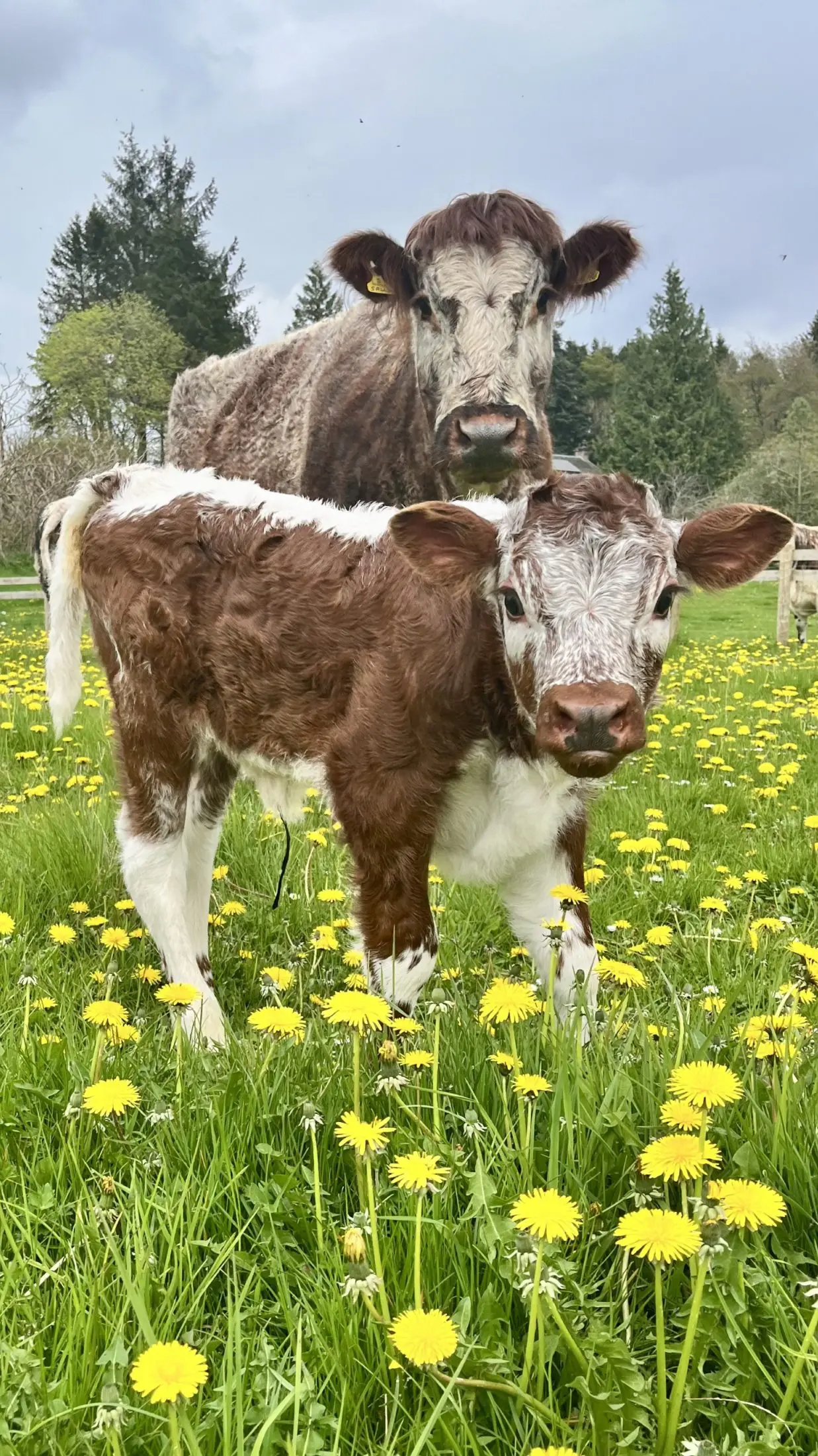 Thrums Vets A cow with her calf