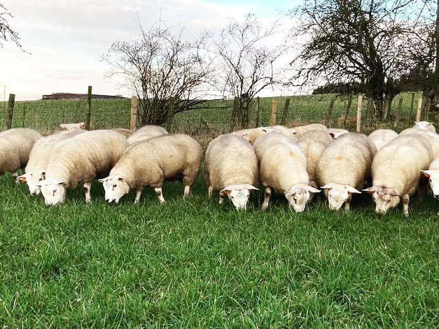 Thrums Vets “Sheep family in grass”