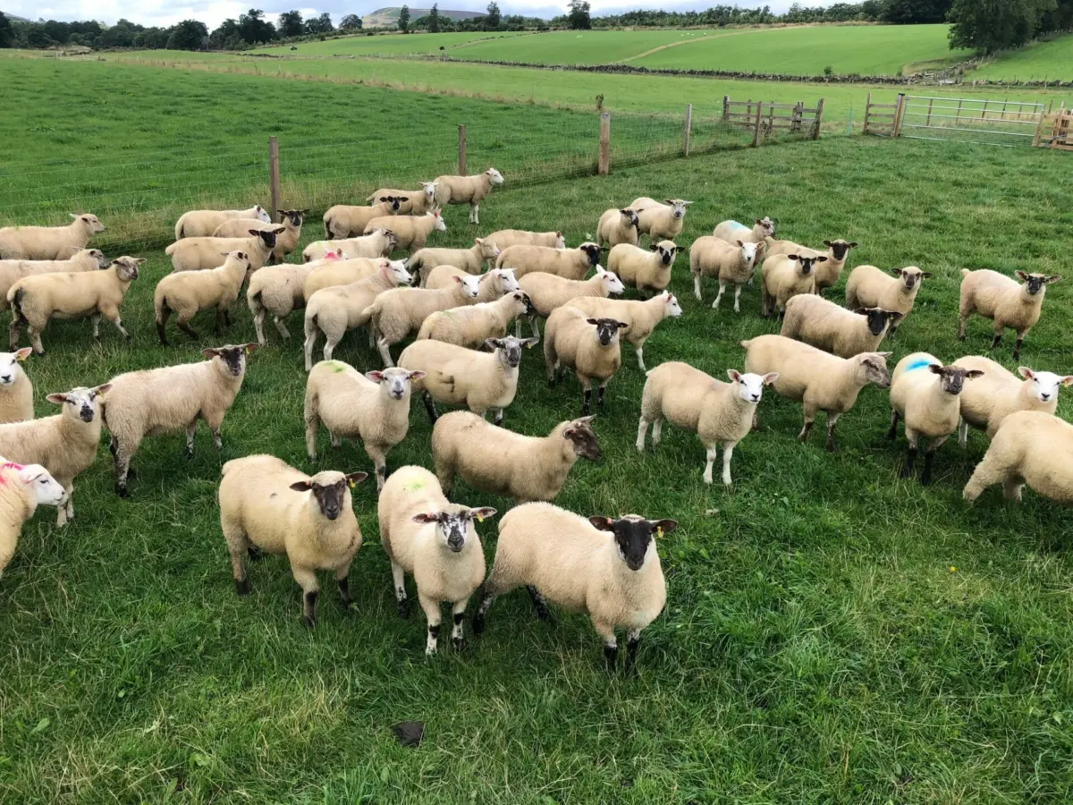 Thrums Vets weanedlambs