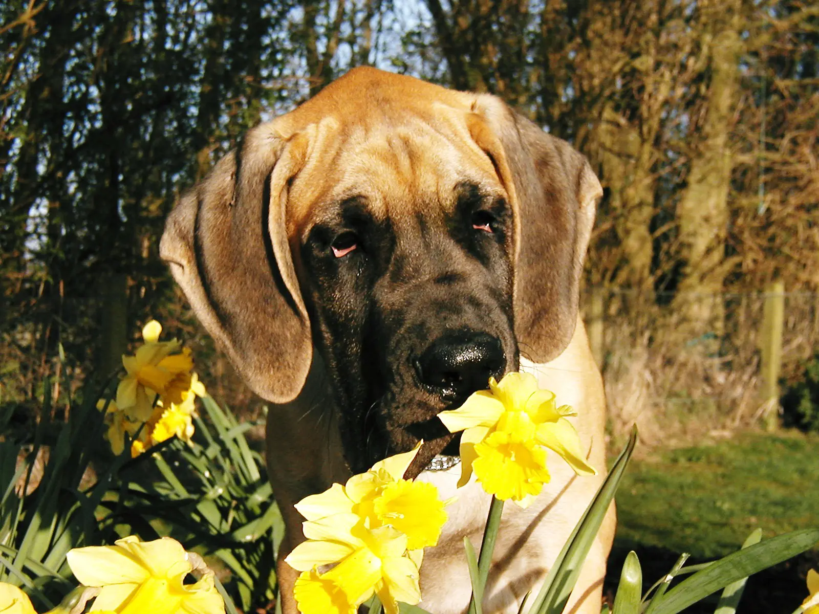 thrumsvet: “Dog in flower garden” thrumsvet: “Dog in flower garden”