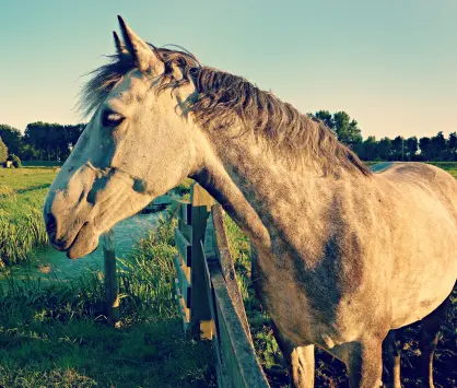 thrumsvet: “Horse standing by fence” thrumsvet: “Horse standing by fence”