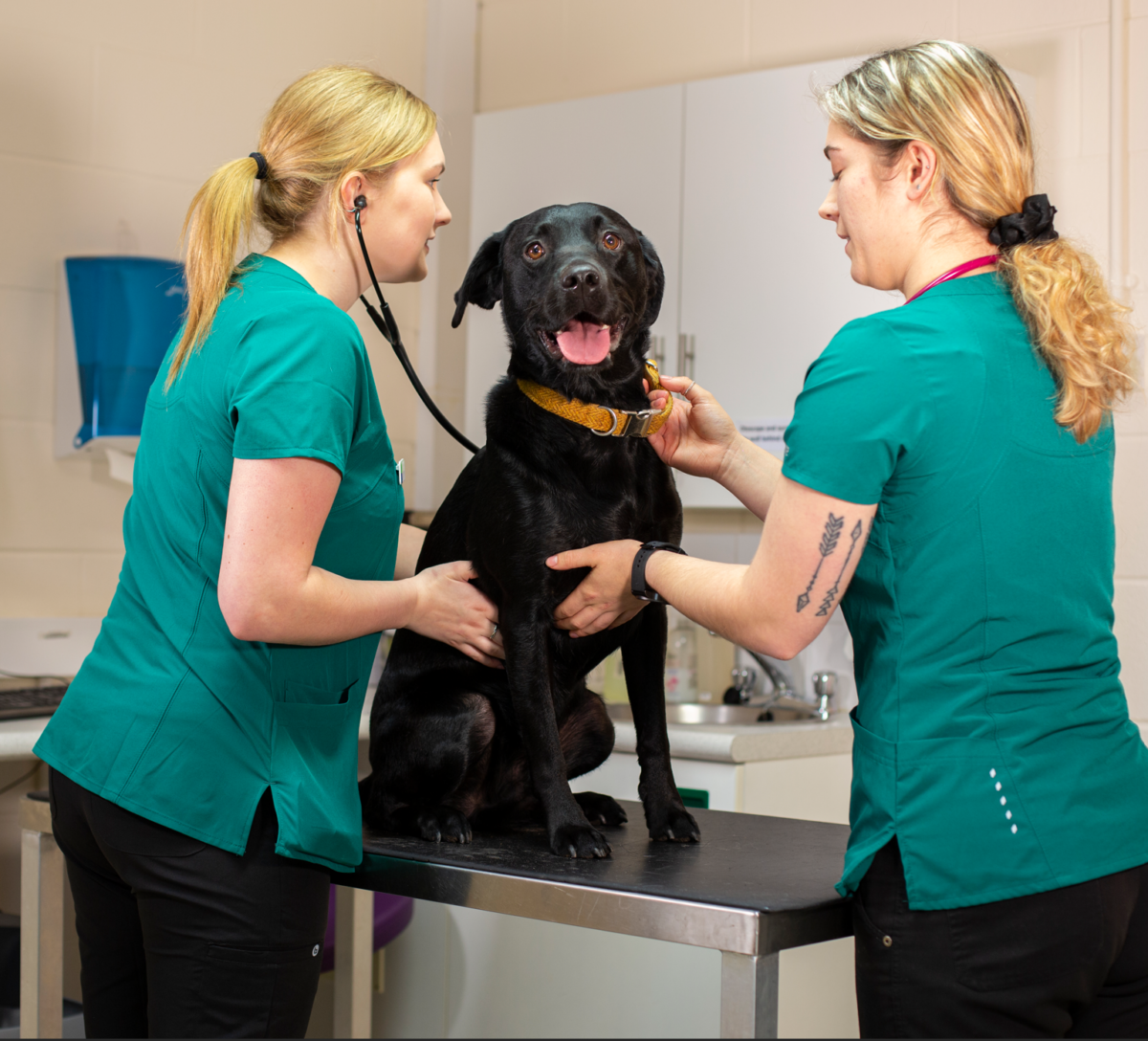 Thrums Vets dog checkup