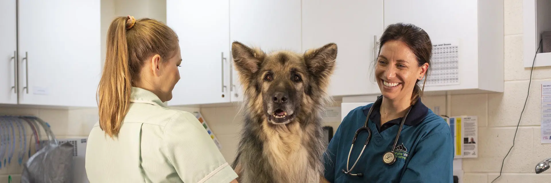 thrumsvet: “Veterinary checkup for dog” thrumsvet: “Veterinary checkup for dog”