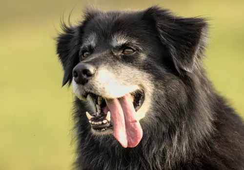 Thrumsvet: Happy old dog Happy old dog