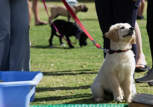 Thrumsvet: A puppy on a lead socialising in public space A puppy on a lead socialising in public space
