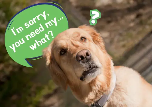 Thrumsvet: A confused dog A tabby cat sitting