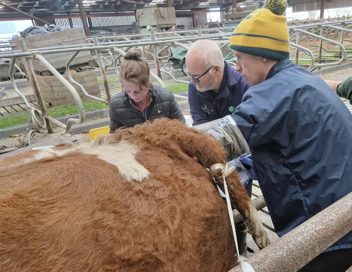 thrumsvet: “Veterinary treatment on a cow”
