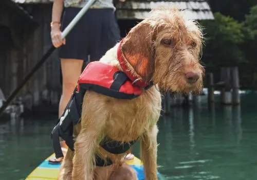 Thrums Vets Dog paddling activity in Scone, Perth Dog paddling activity in Scone, Perth