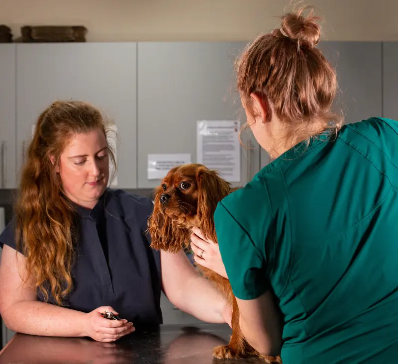 Thrums Vets Scone, Perth: Vet and nurse working together