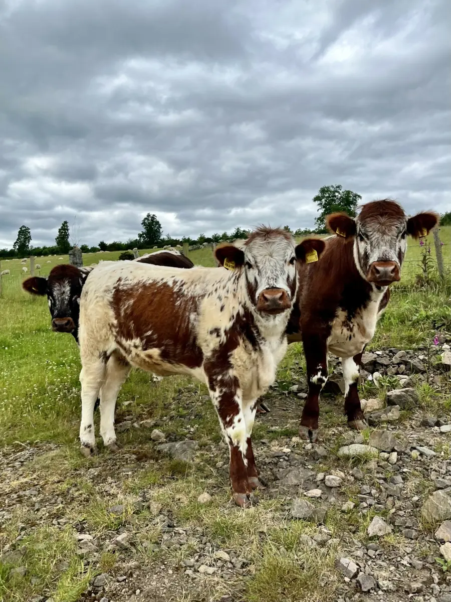 thrumsvet:“Young calves in pasture”