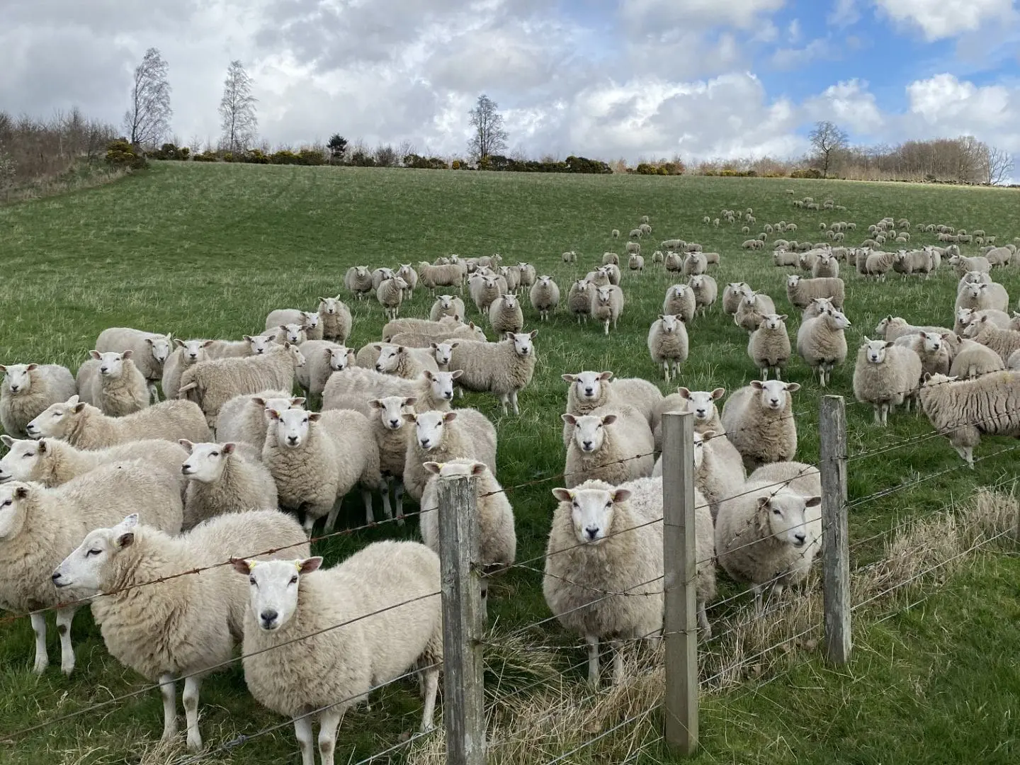 Thrums Vets “Flock of sheep in green pasture”