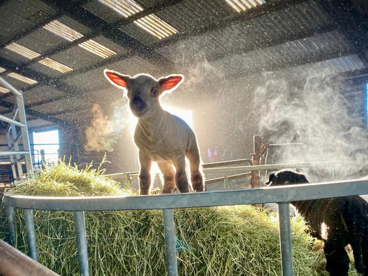 thrumsvet: “Lamb in sunlit barn”