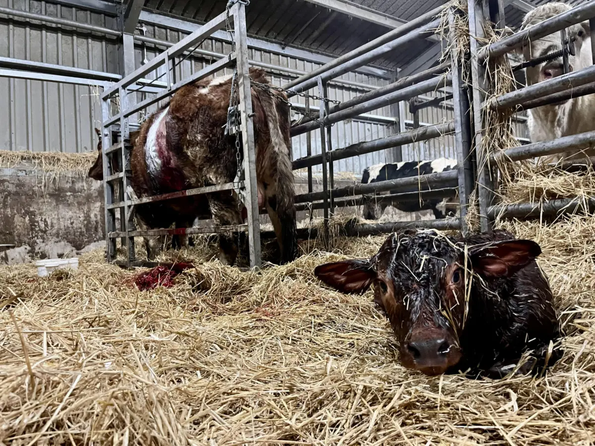 thrumsvet: A cow with her child