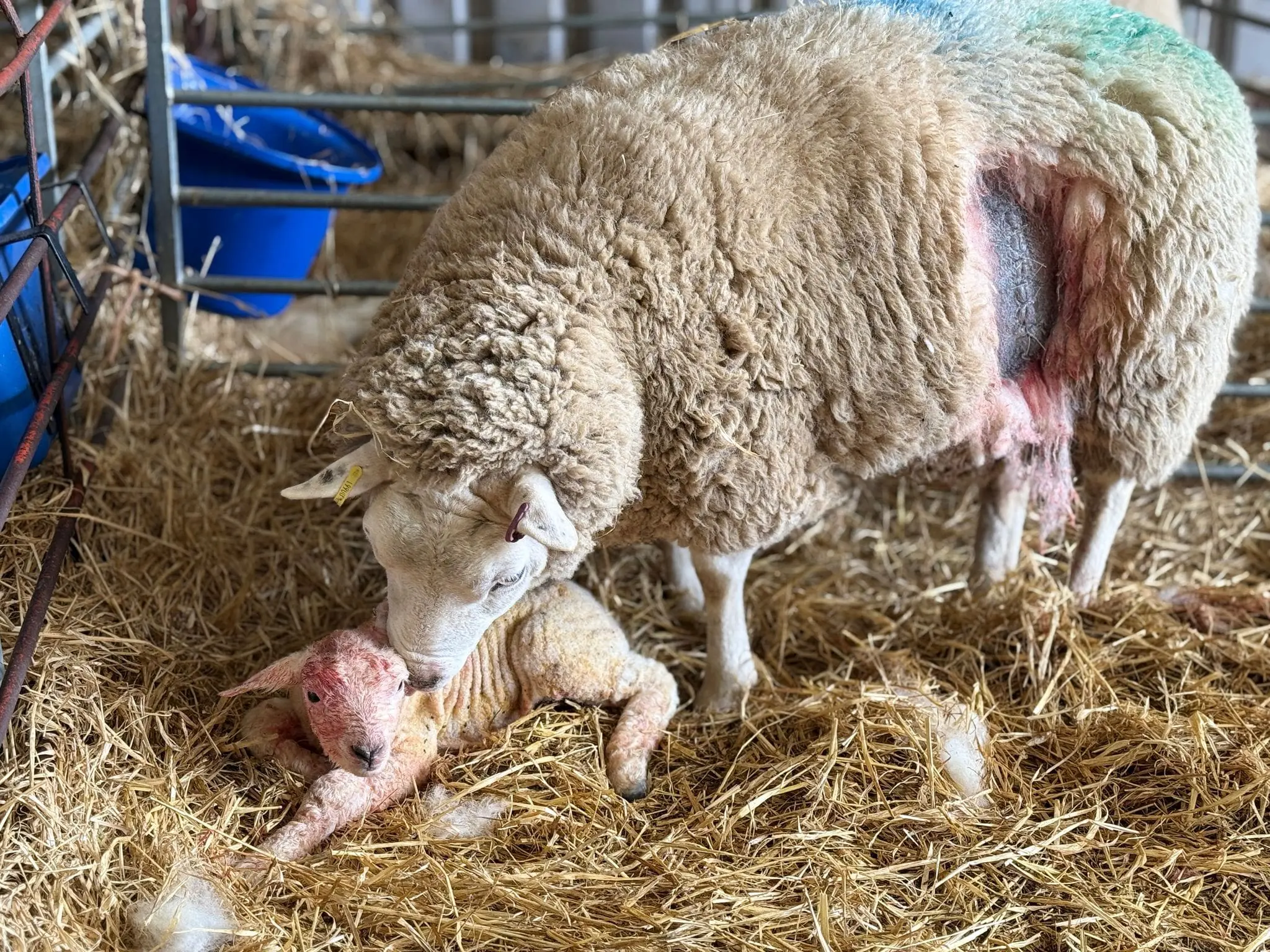 thrumsvet: A sheep with her child