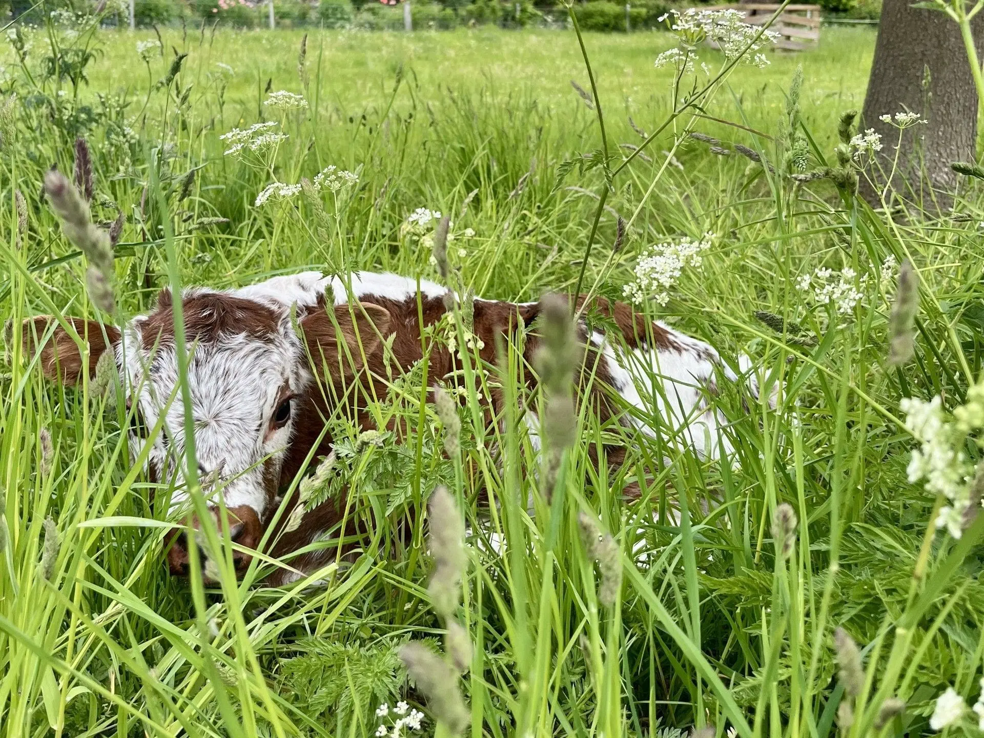 Thrumsvet: “Brown and white calf lying in natural grassland environment”