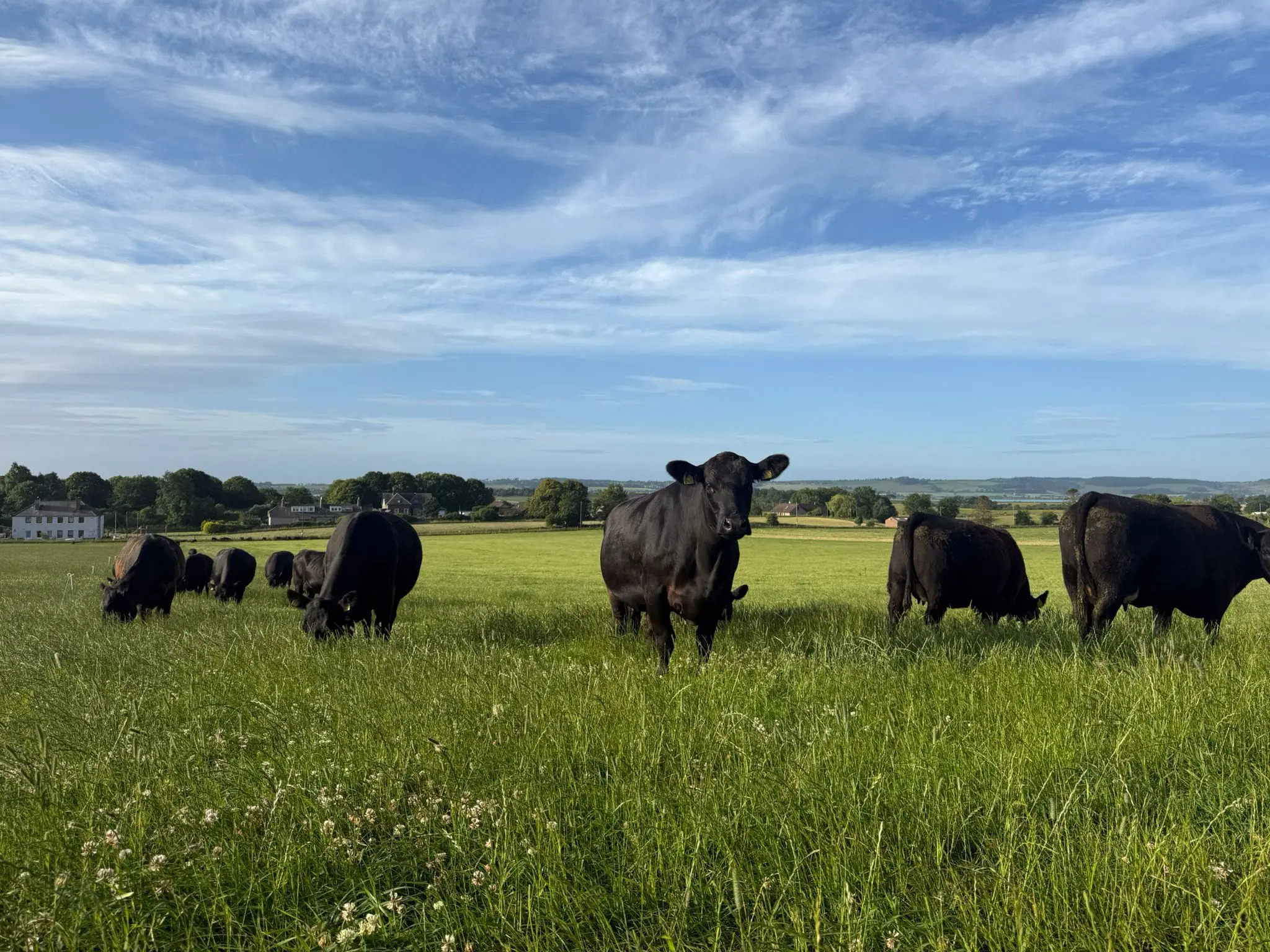 Thrums Vets cow