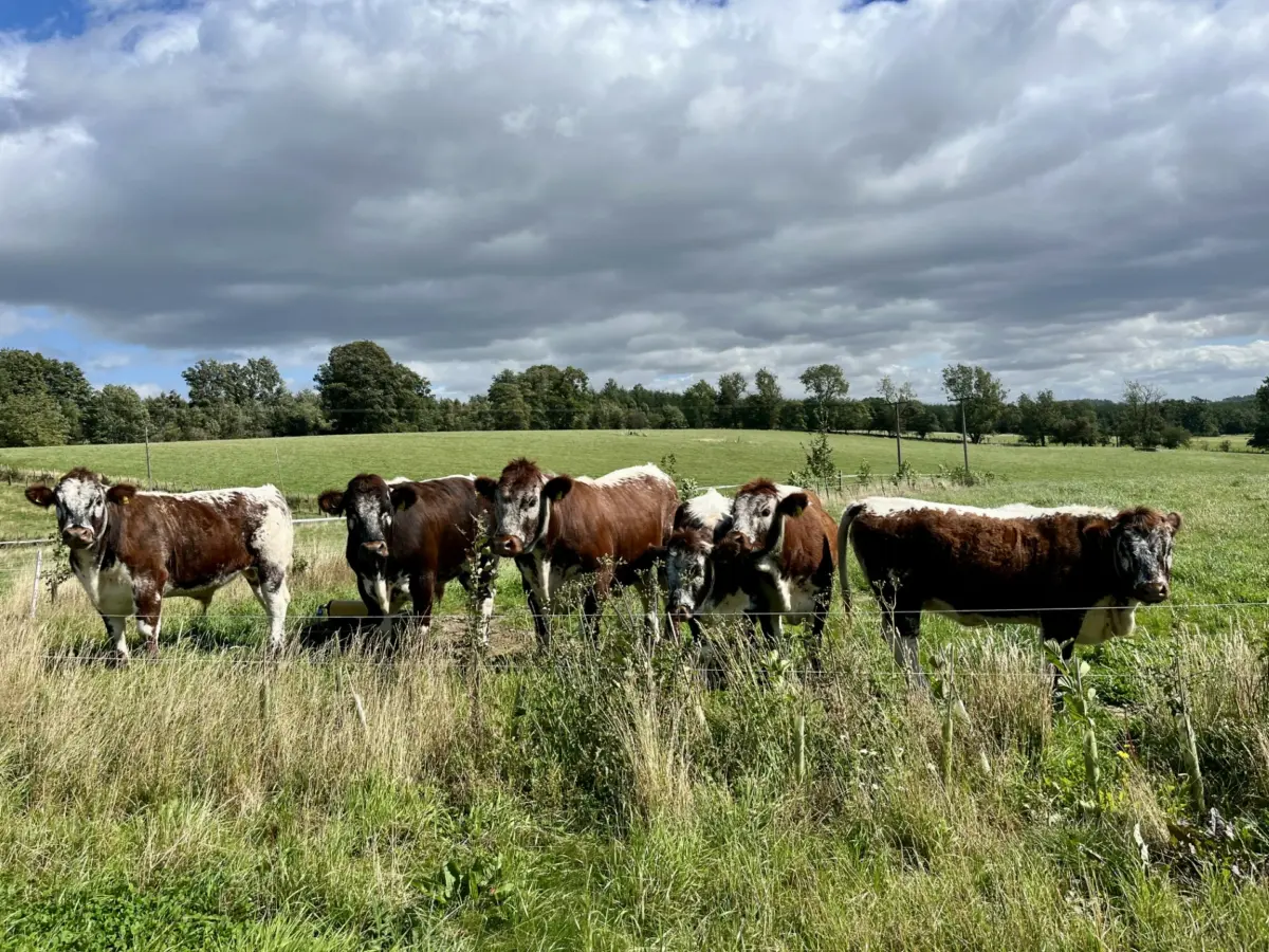 Thrums Vets: cow