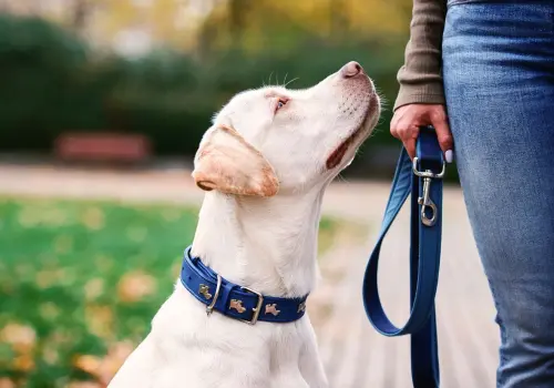 A puppy on lead walking in the park
