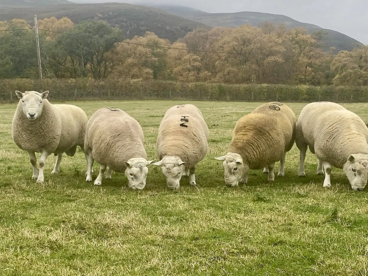 Thrumsvet: Sheep
