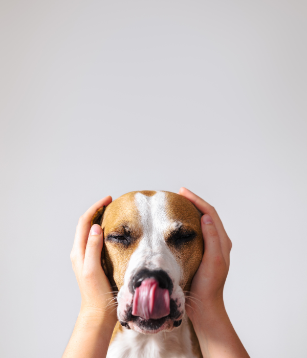 Thrums Vets: Dog behaviourist advice on firework season Thrums Vets: Dog behaviourist advice on firework season