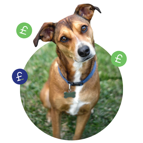 Thrums Vets: Dog Thrums Vets: Dog