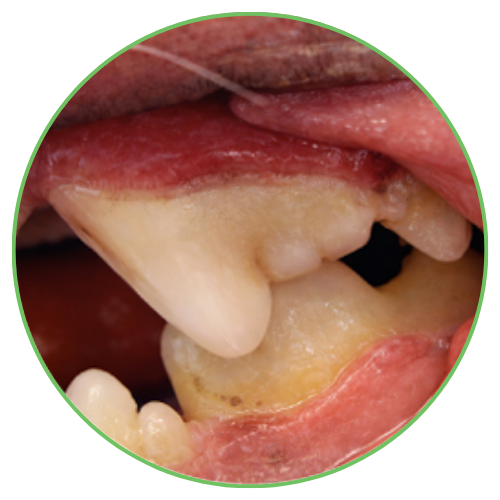 Thrums Vets: Stage 1 – Gingivitis Thrums Vets: Stage 1 - Gingivitis