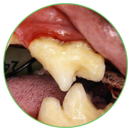 Thrums Vets: Stage 2 – Early periodontal disease Thrums Vets: Stage 2 - Early periodontal disease