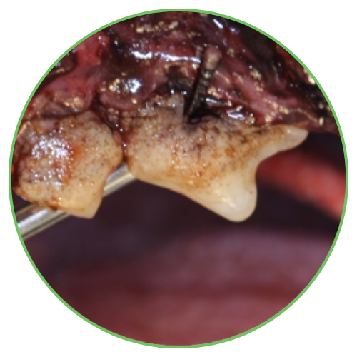 Thrums Vets: Stage 4 – Severe periodontal disease Thrums Vets: Stage 4 - Severe periodontal disease