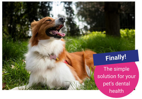 Thrums Vets: Dental plan Thrums Vets: Dental plan