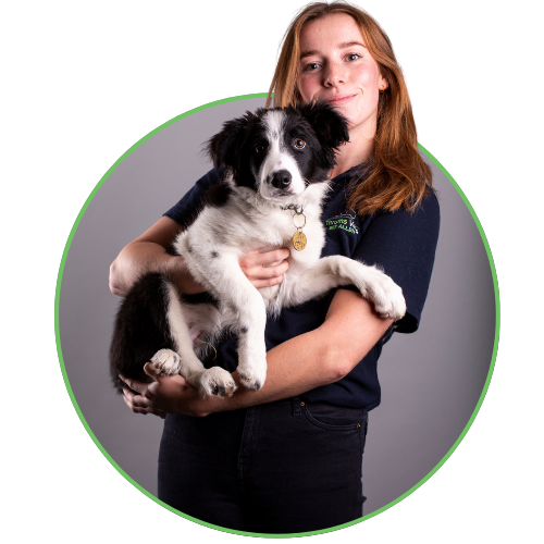 Thrums Vets: dog Thrums Vets: dog