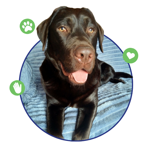 Thrums Vet Marys talks 500 x 500 px