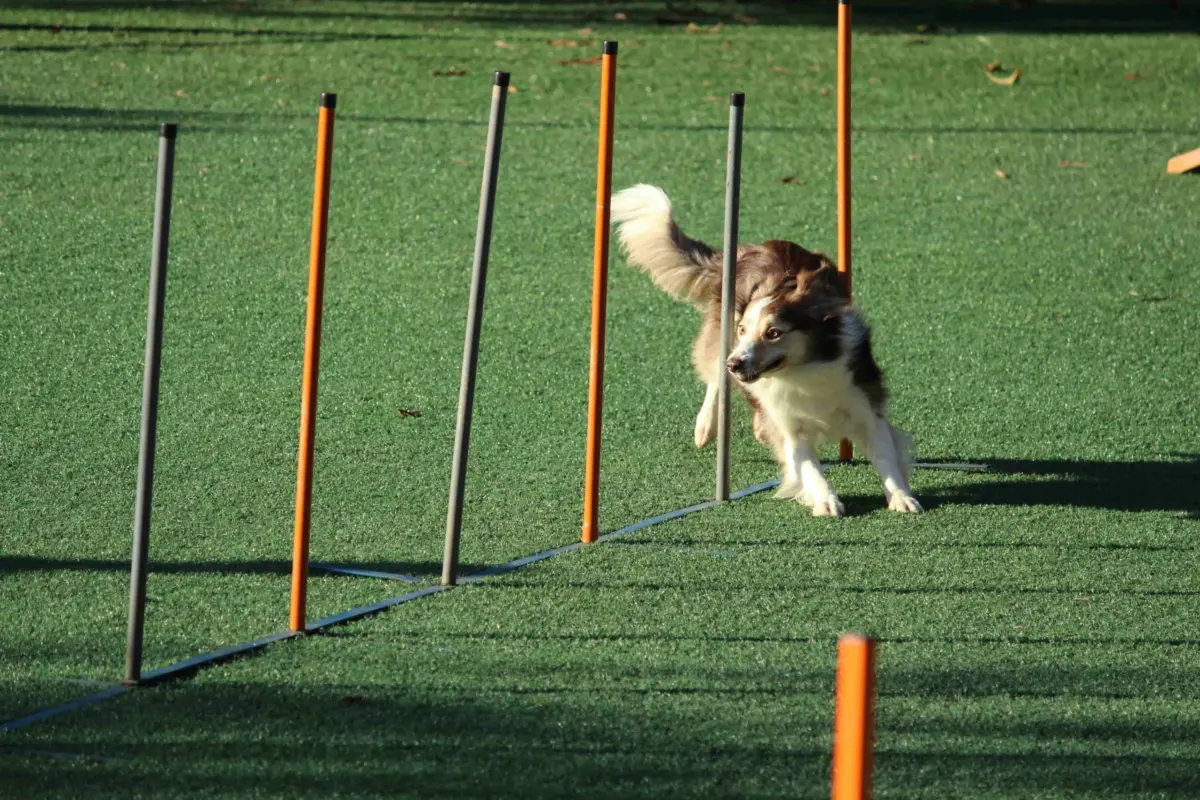 murilo-viviani-FcegfS05w2c-unsplash (1) Dog friendly events in Perth