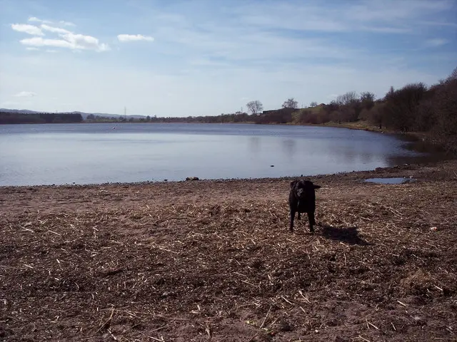 A dog on the shore of Forfar Loch