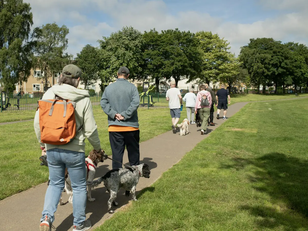 A group of people walking their dogs along a park path