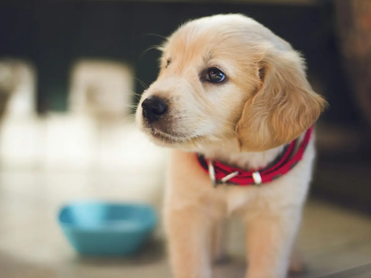 A young Labrador puppy with a red collar