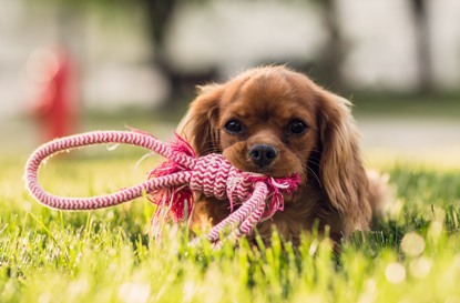 Thrums Vet Puppies that chew advice