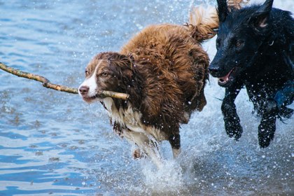 dogsplaying Socialisation in dogs