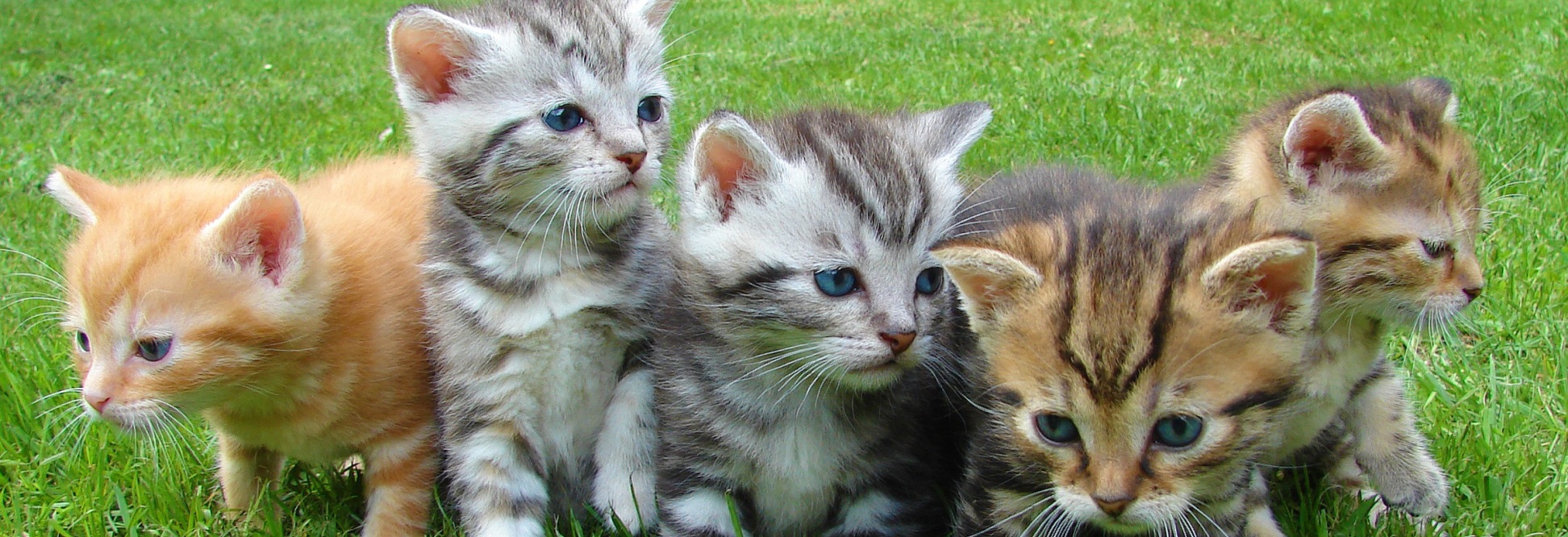 kittens