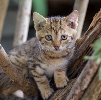 kitten1