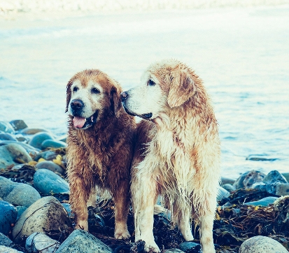 Dogs socialising