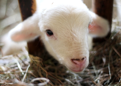 lamb Lamb