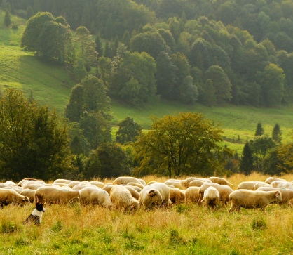 sheep and dog Sheep and sheep dog