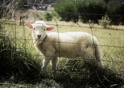 sheep-farm-animal Lamb
