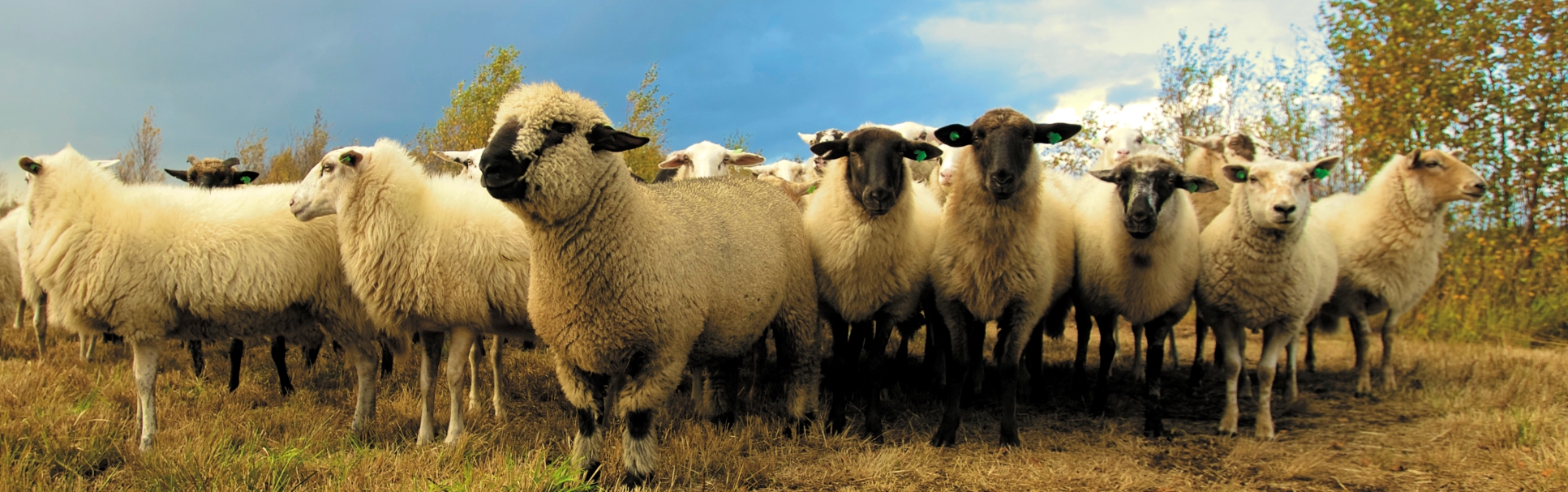 sheep slider