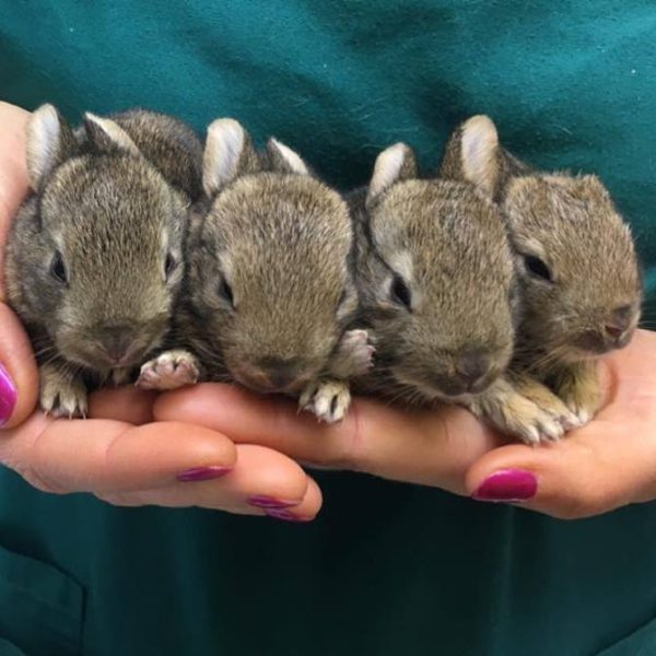 Rabbits: Small Animal Vets - Thrums Veterinary Group