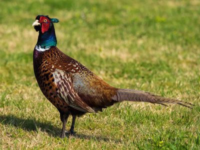 vets work with pheasants