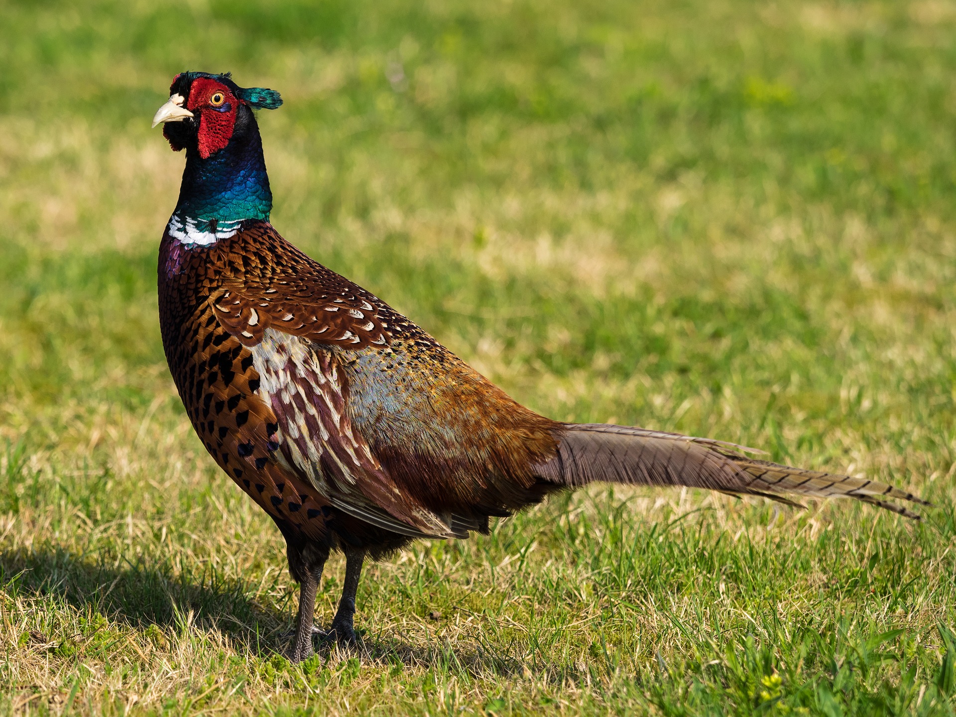 vets work with pheasants